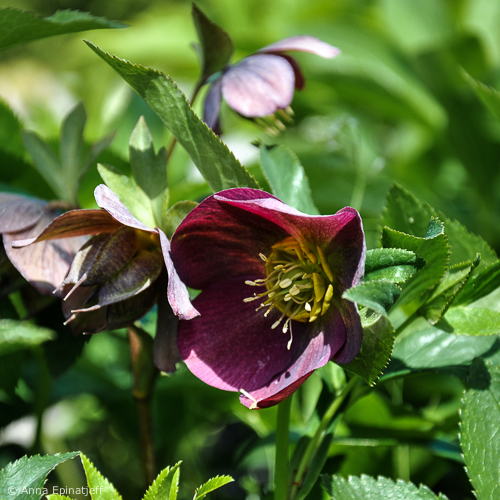 get_post_meta( 2342, 