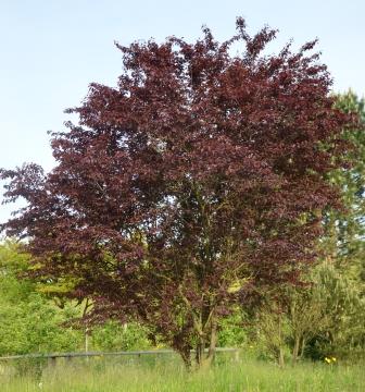 Prunus cerasifera ‚Woodii\' mit Pflanzencenter › Charme Das