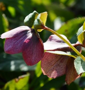 get_post_meta( 2342, 